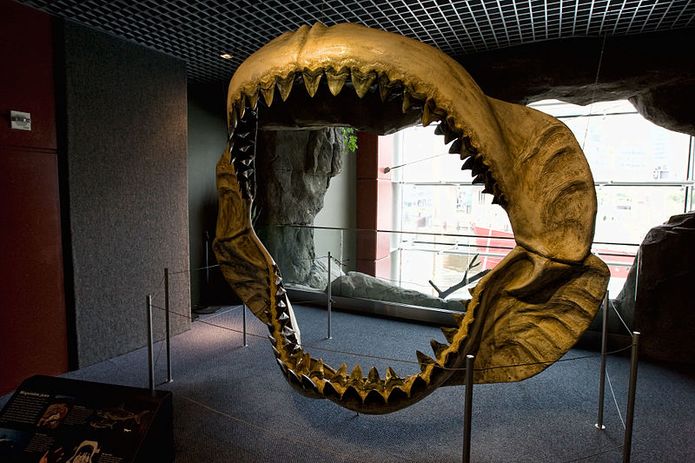 megalodon shark mouth